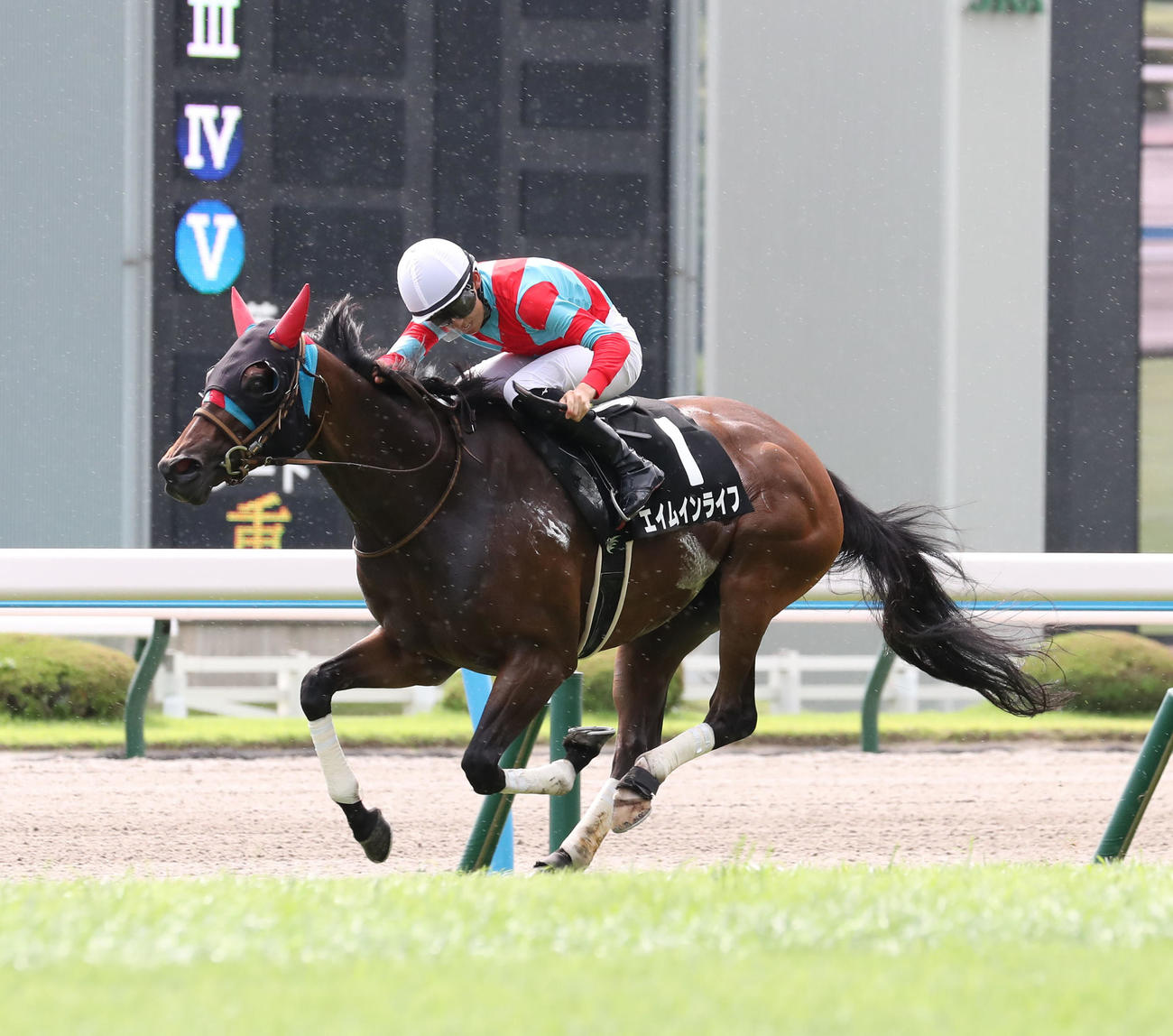 テレQ杯を制したエイムインライフと高杉騎手（撮影・梅根麻紀）