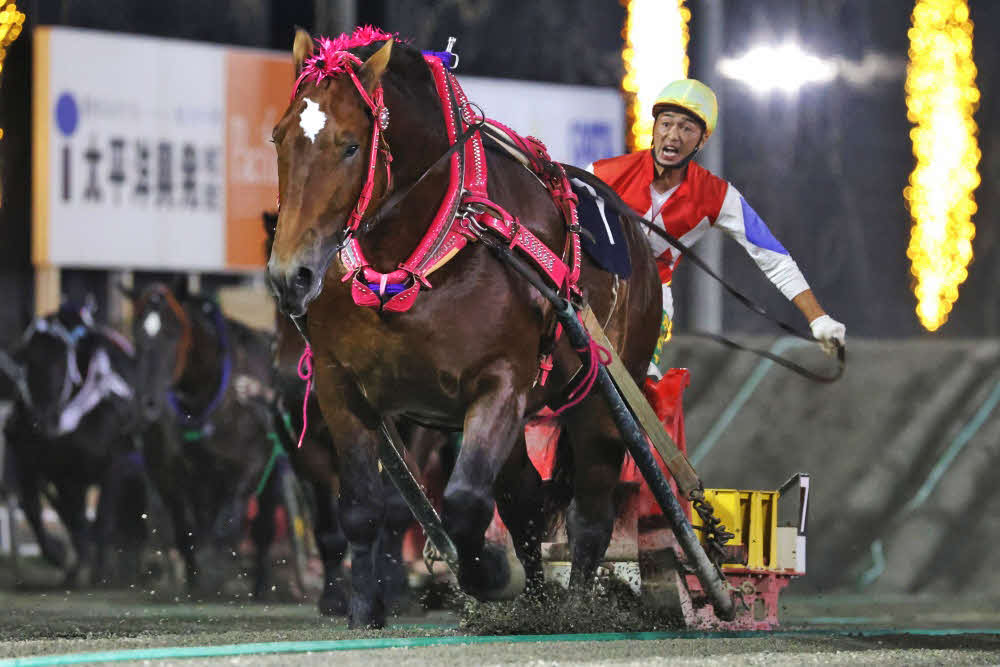 ばんえい大賞典を制したスターイチバン（写真提供・ばんえい十勝）