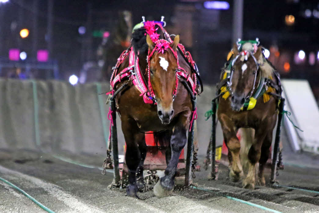 ばんえい大賞典をセイしたスターイチバン（写真提供・ばんえい十勝）