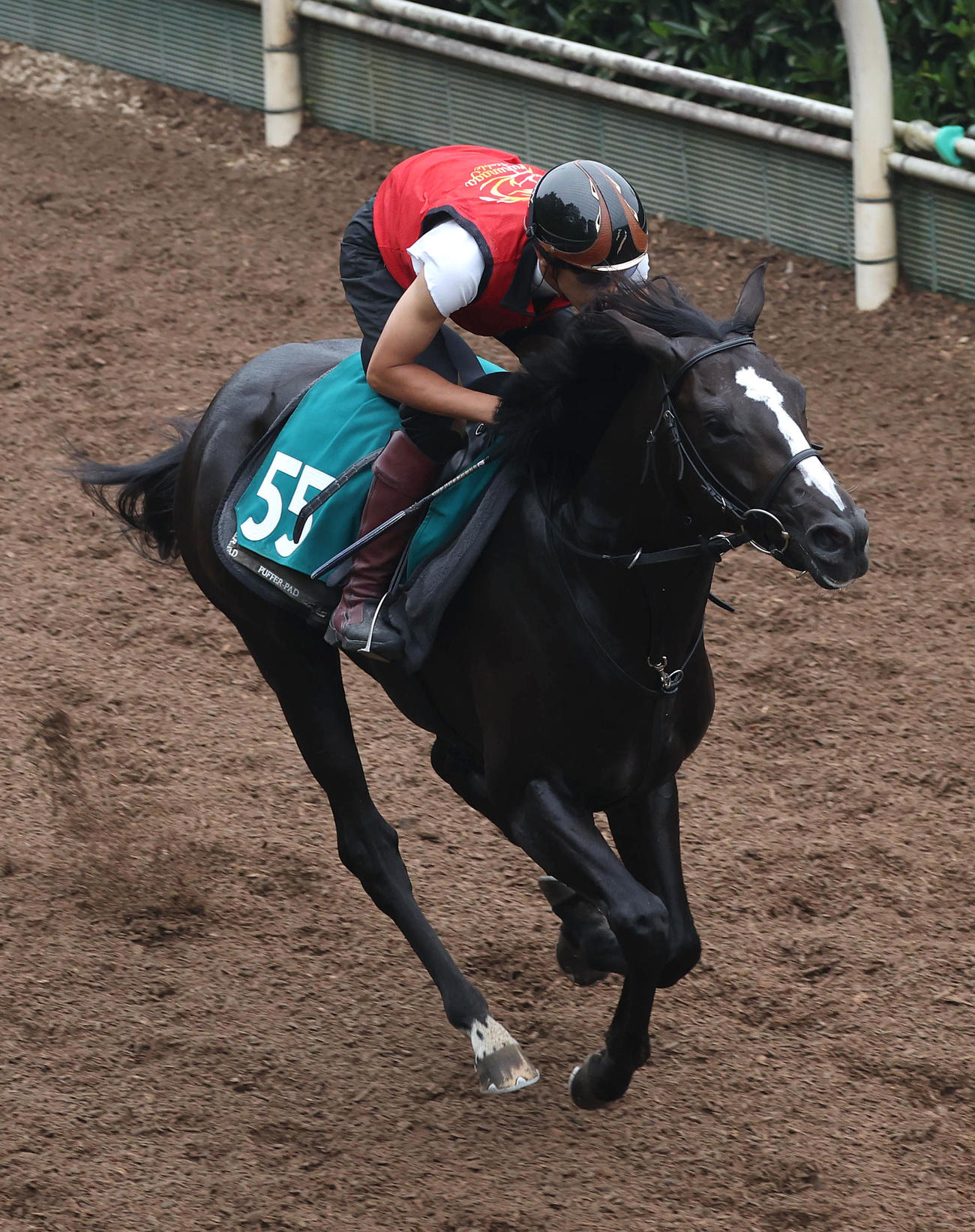 中京でデビューするダノンセフィーロ（2025年7月2日撮影）