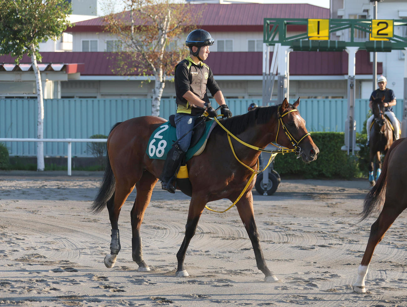 札幌競馬場で調整するハグレジョー