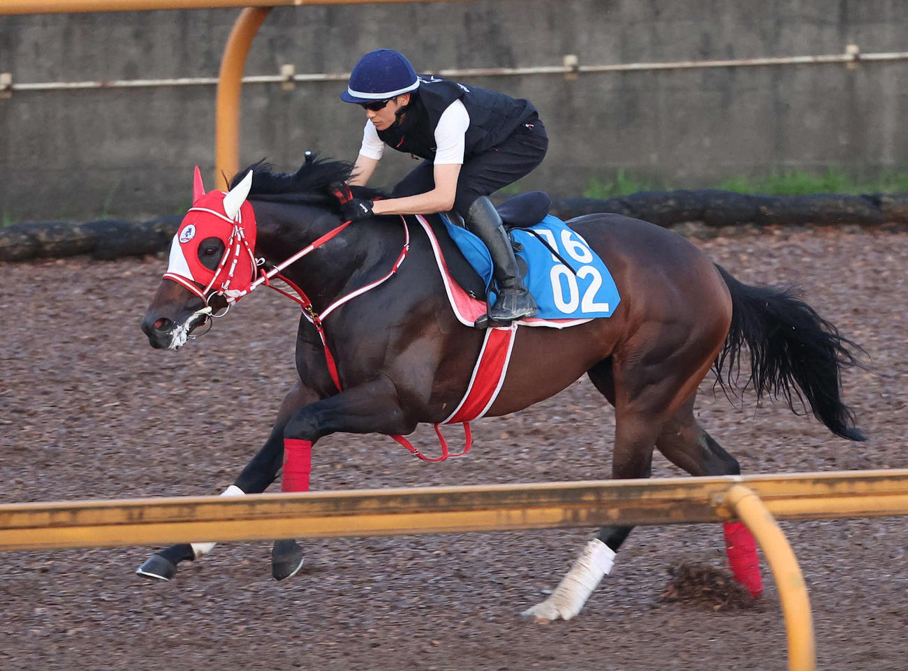 坂井騎手を背にCウッドを単走で追い切るビダーヤ（撮影・白石智彦）