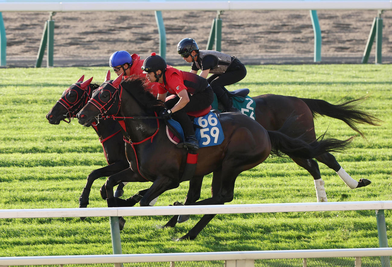 斎藤新騎手を背に、札幌芝コースで併せ馬で追い切られるシンデレラガール（中央）