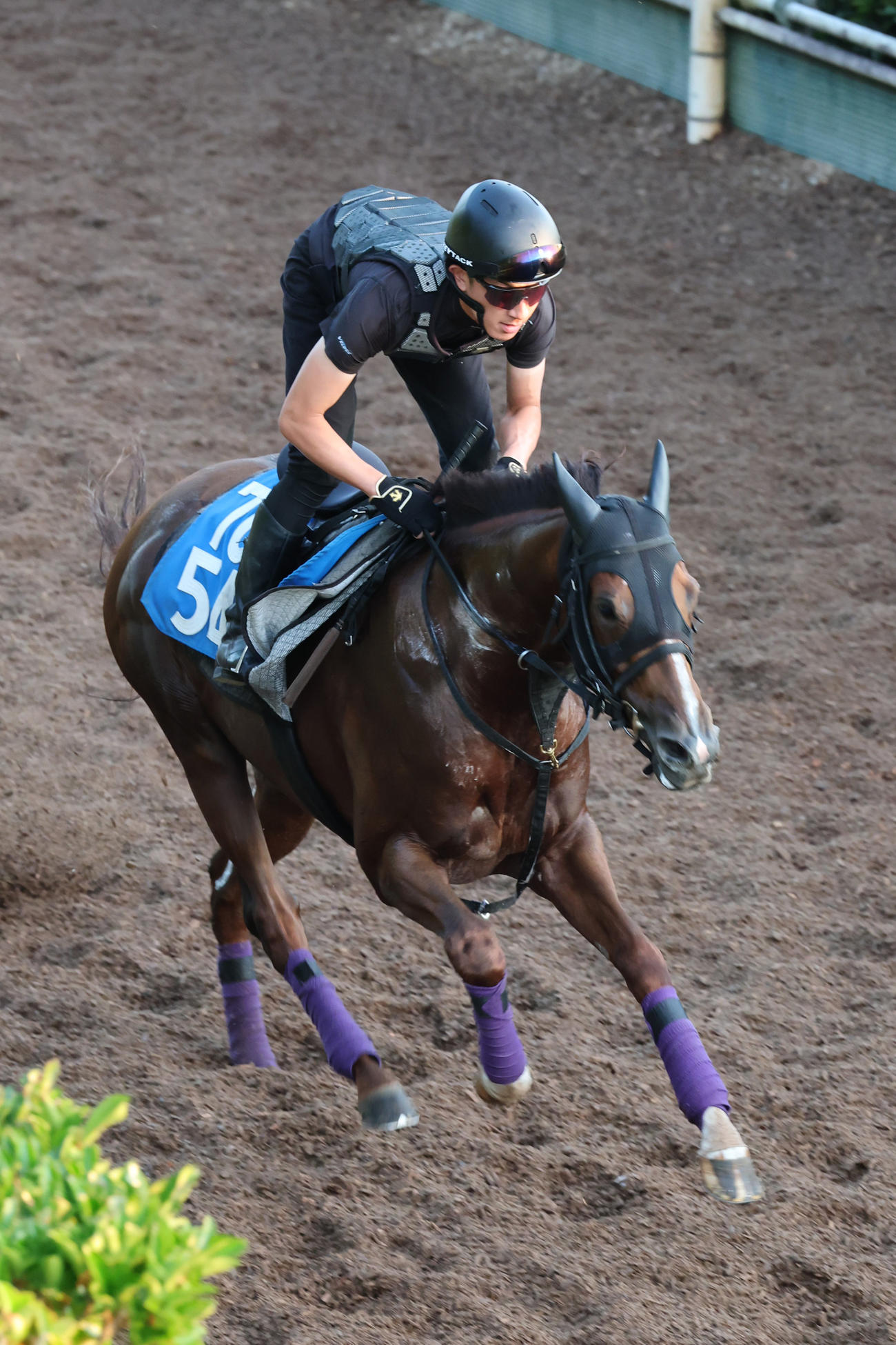 坂路で追い切られたシヴァース