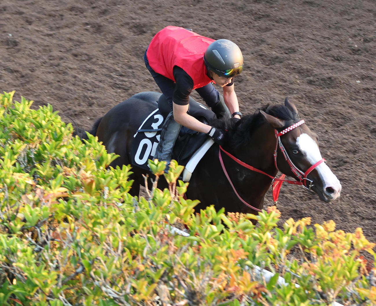 坂路を単走で追い切るシンフォーエバー（撮影・白石智彦）