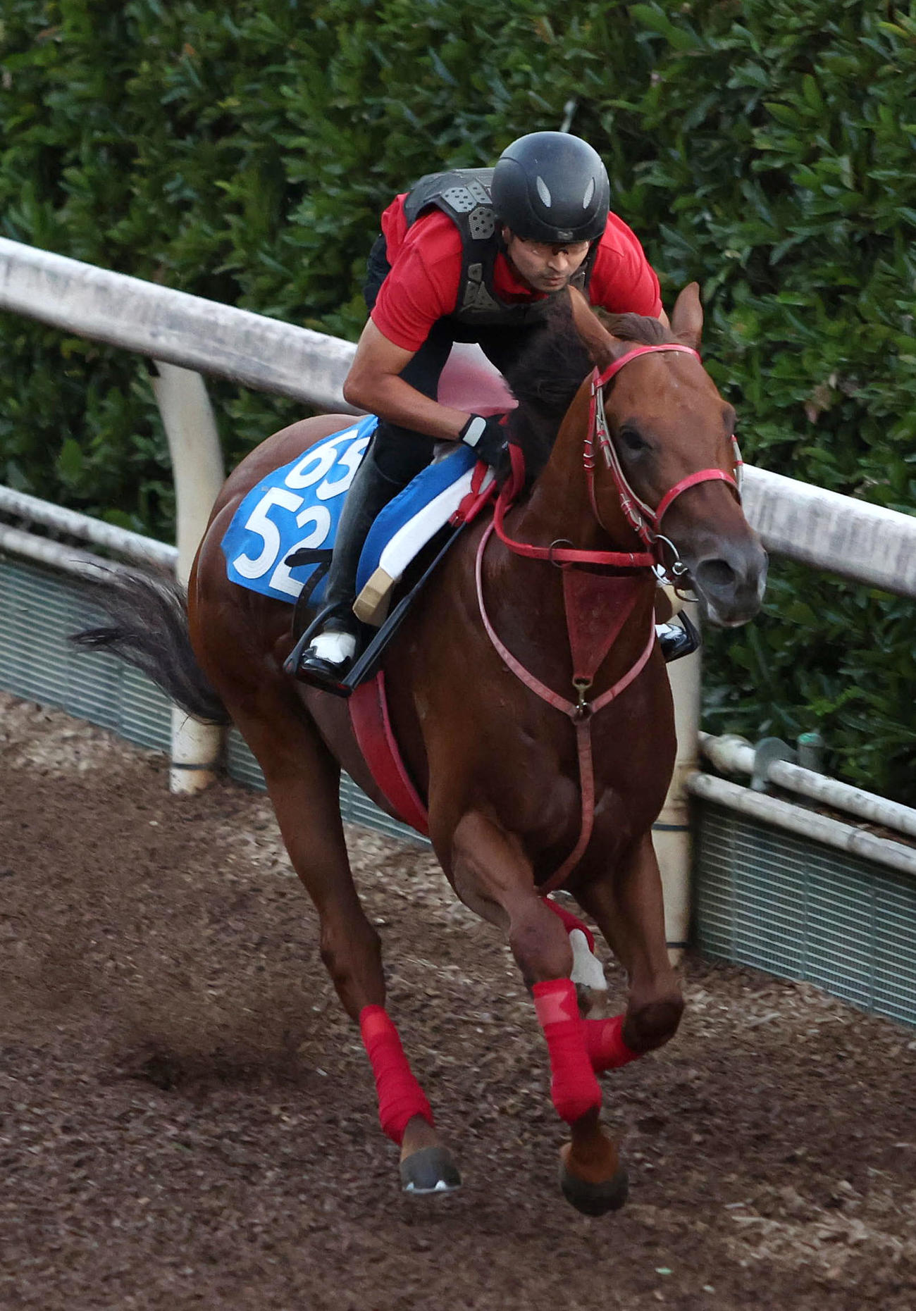 坂路を単走で追い切るアドバンスファラオ（撮影・白石智彦）