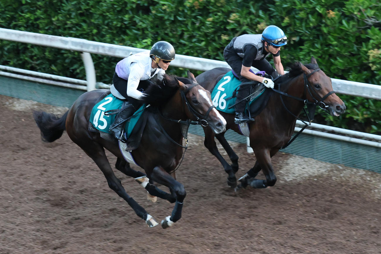 坂路で併せて追い切られたクールドリオン（左）