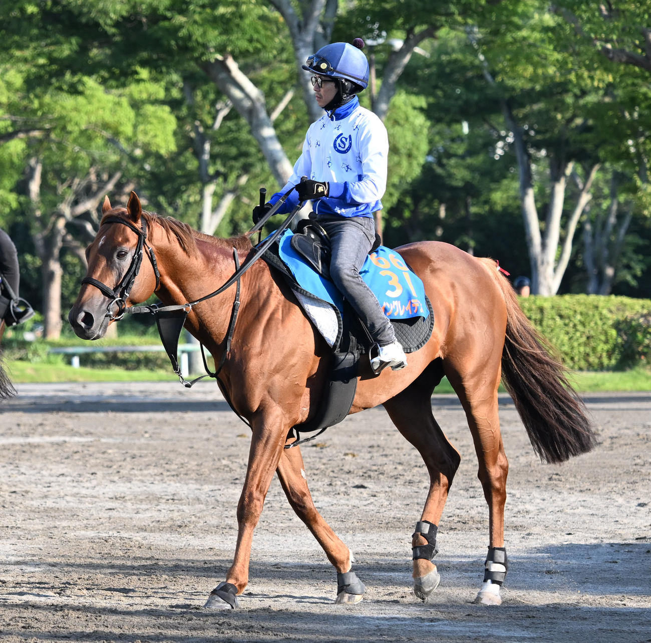 松岡騎手を背に馬場に向かうウイングレイテスト（撮影・千葉一成）