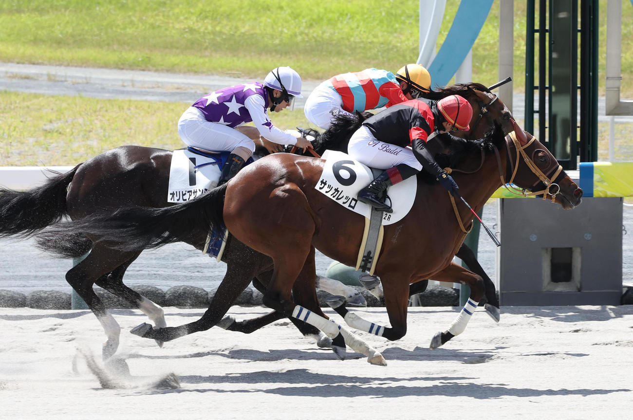 中京2R、バデル騎手を背に3歳未勝利を制したサッカレッロ（撮影・白石智彦）