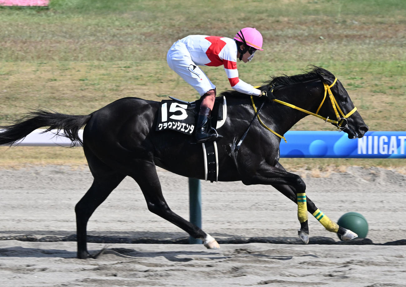 新潟6R、麒麟山特別を制したクラウンシエンタと三浦騎手（撮影・千葉一成）