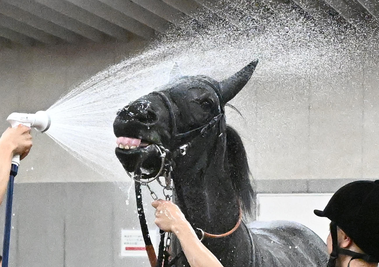 新潟2R、2歳未勝利戦をルメール騎手で制し、水を浴びるゾロアストロ（撮影・千葉一成）