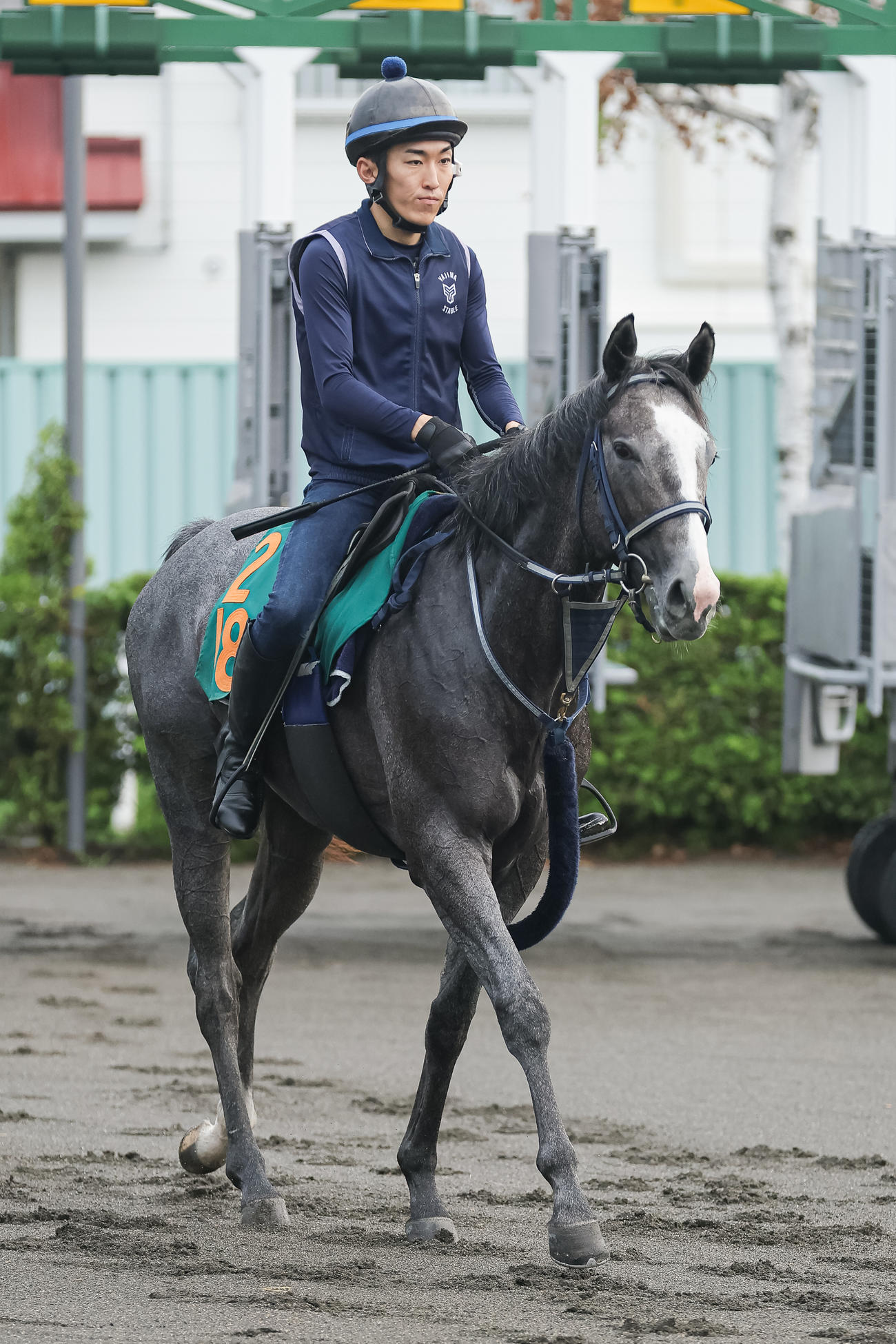 デビューに向け札幌競馬場にて調整するレッドスティンガー（撮影・村野早祐）