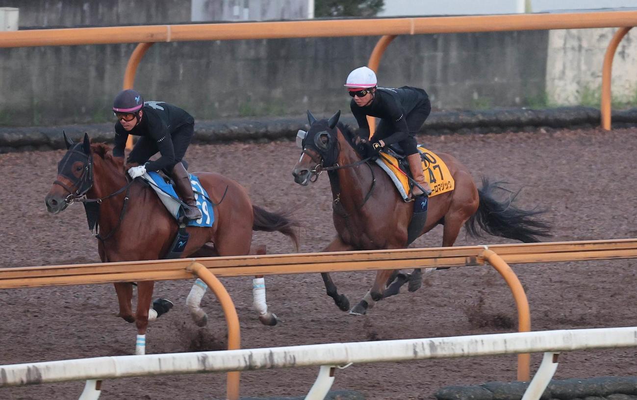 CWコースで安田師騎乗で追い切ったピューロマジック（右）はオメガナビゲーターを追走する