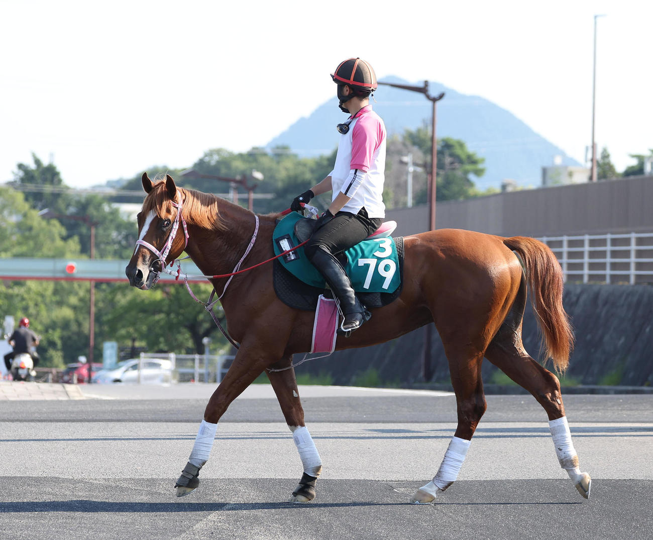 厩舎周りで運動するケンタッキーホーム（撮影・白石智彦）