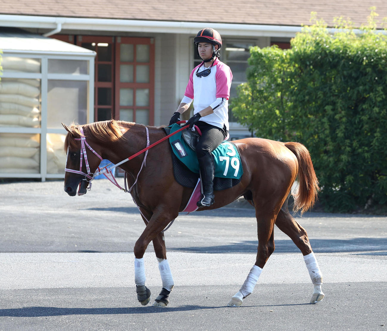 厩舎周りで運動するケンタッキーホーム（撮影・白石智彦）