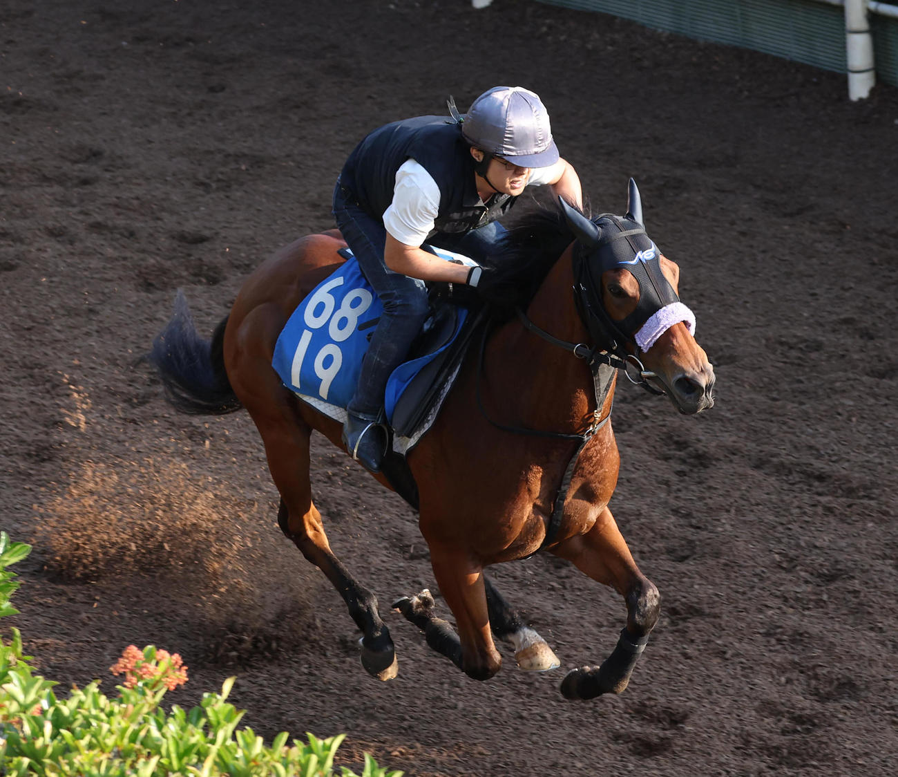 坂路を単走で追い切るカルロヴェローチェ（撮影・白石智彦）