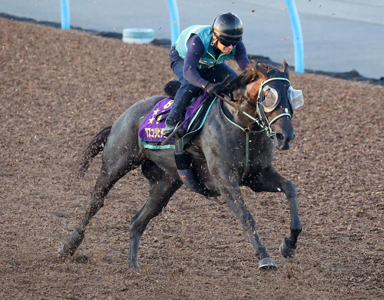 アスコリピチェーノは美浦ウッドを力強いフットワークで駆け抜けた（撮影・丹羽敏通）