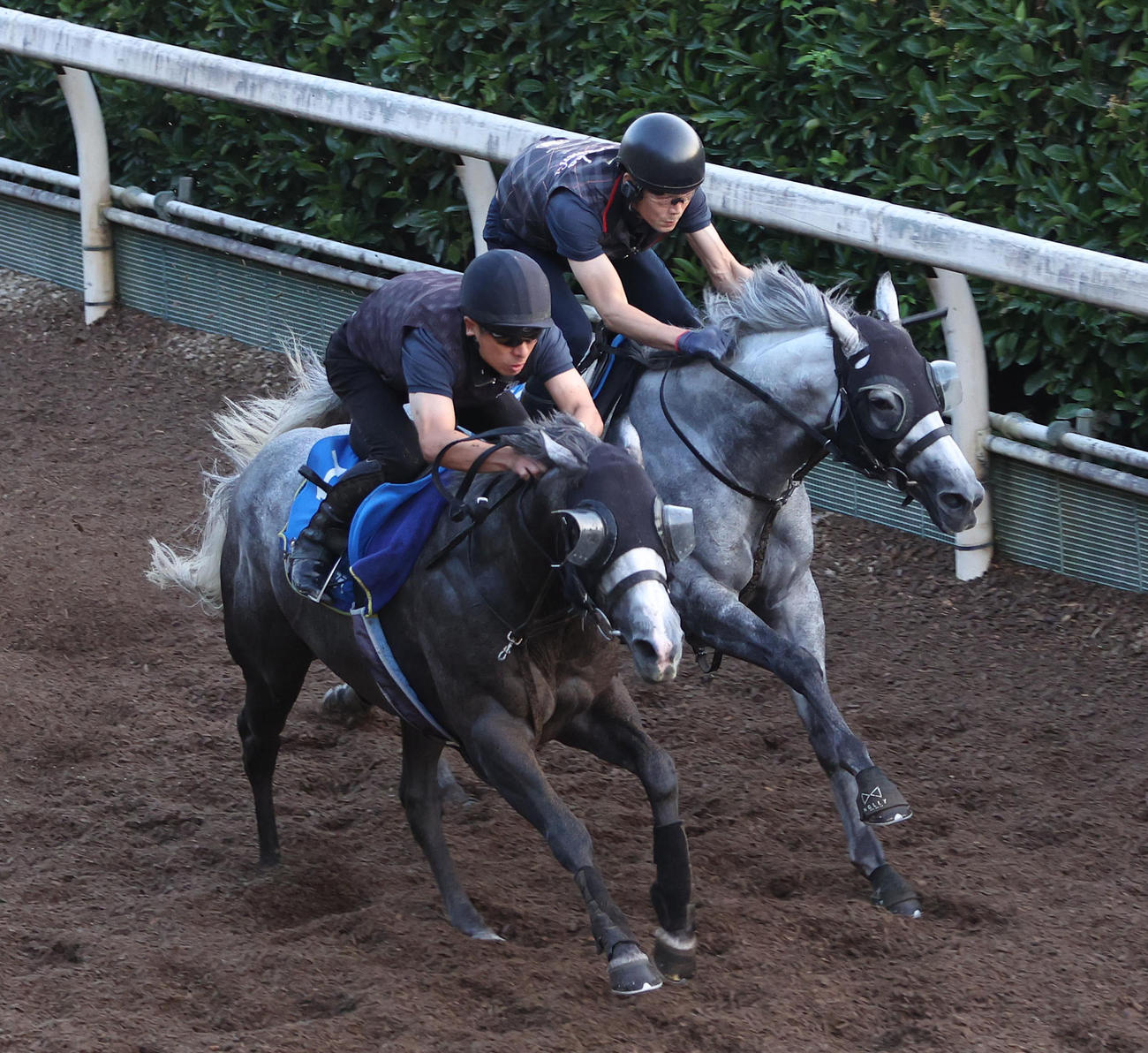 坂路をヤマニンサンパ（右）と併せ馬で追い切るヤマニンアルリフラ（撮影・白石智彦）