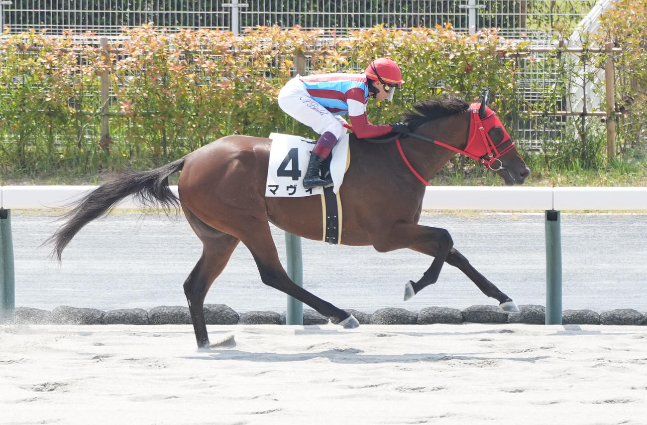 中京2R新馬戦を制したマヴィ