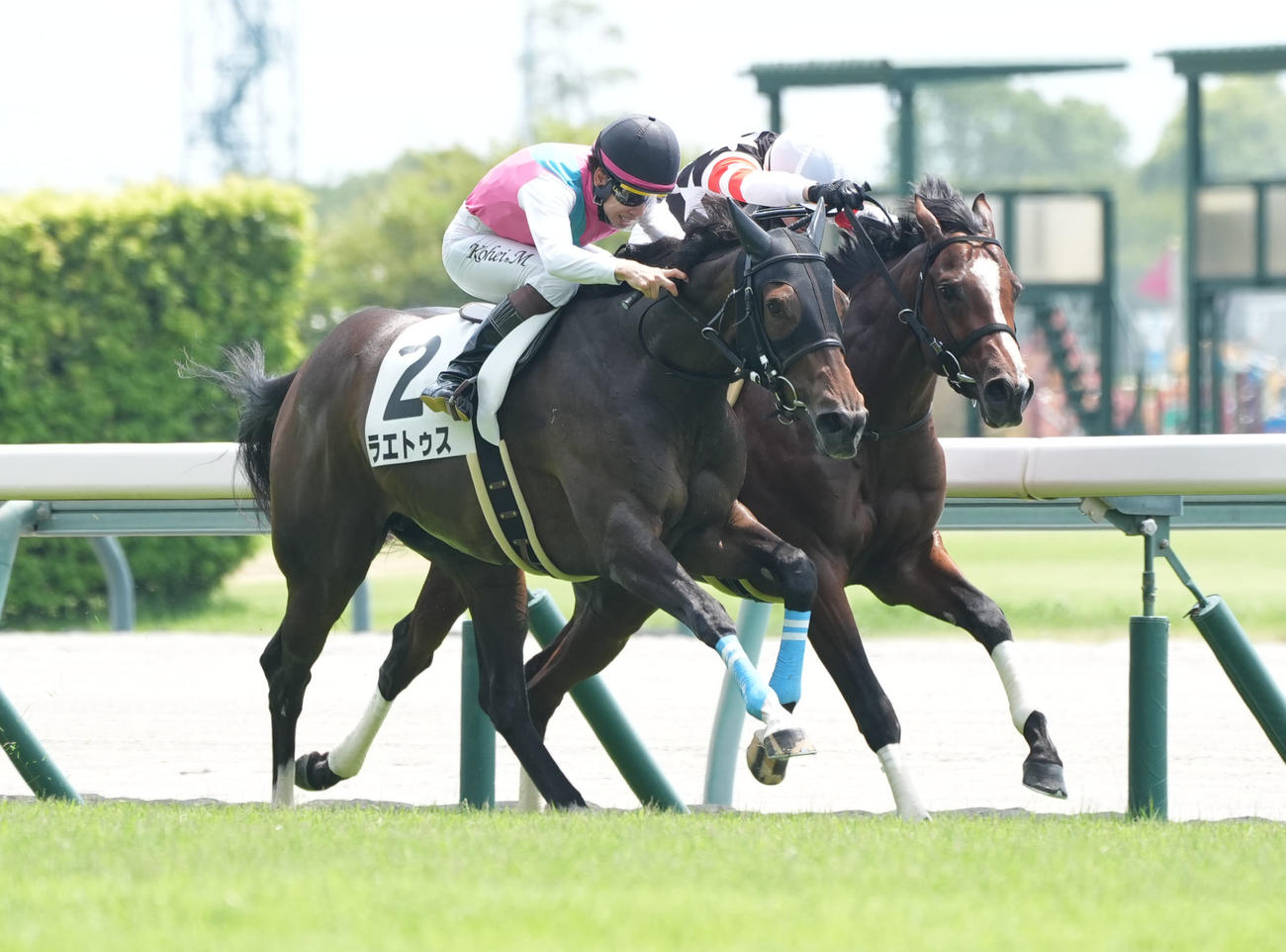 中京3R新馬戦を制したラエトゥス