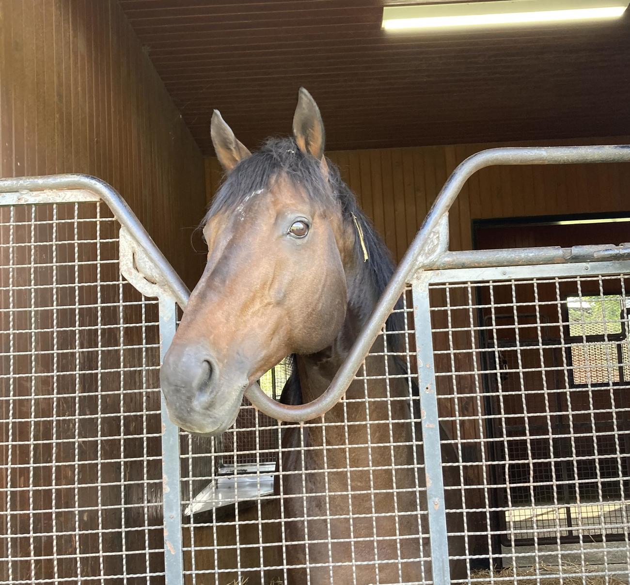馬房から顔を出すキセキ（撮影・太田尚樹）