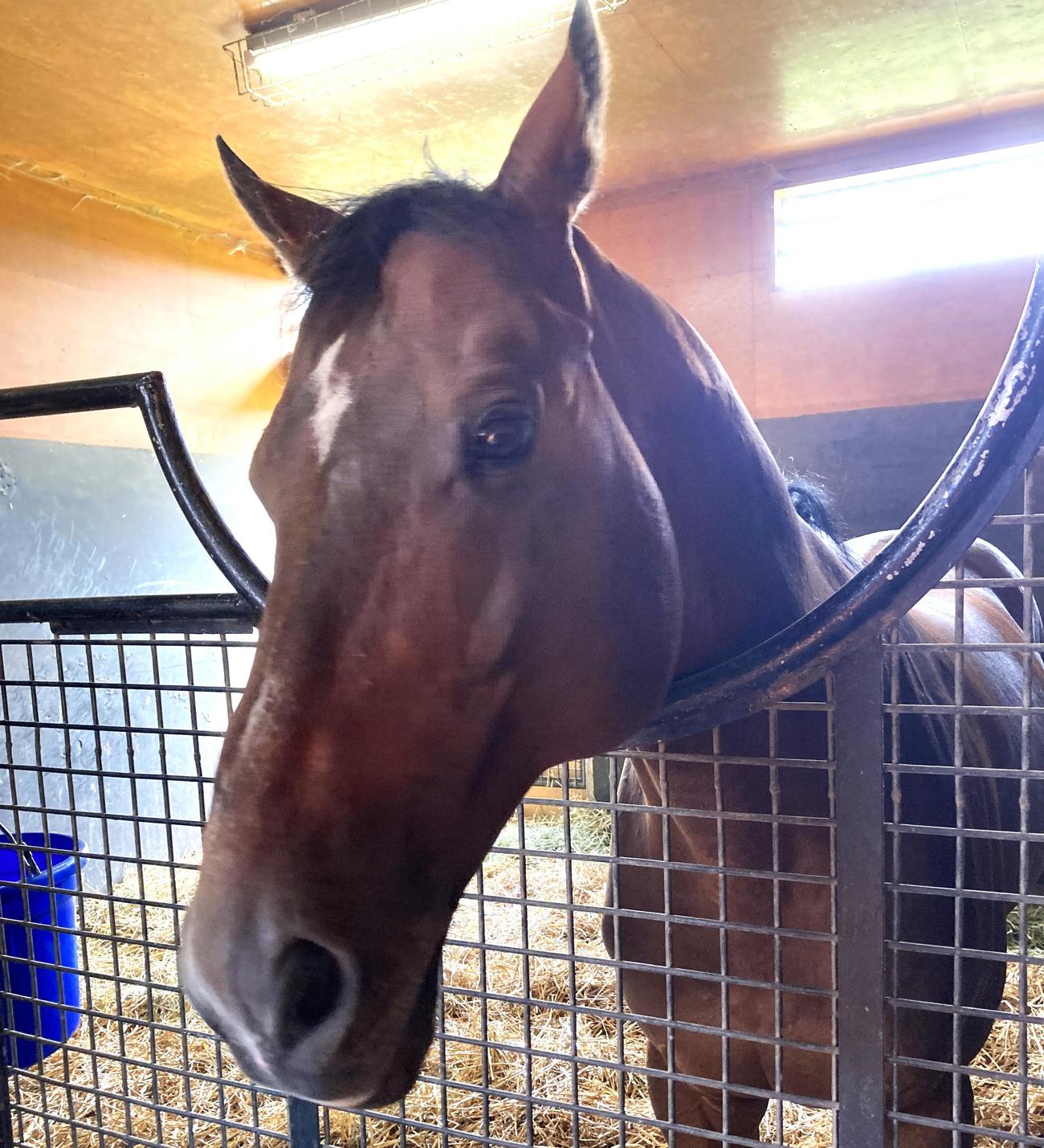 馬房から顔を出すリアルスティール（撮影・太田尚樹）