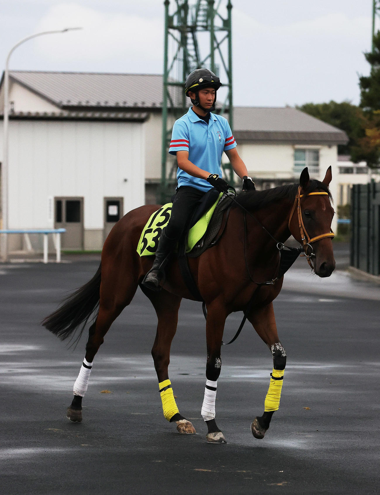 函館競馬場で調整するワラビガミ