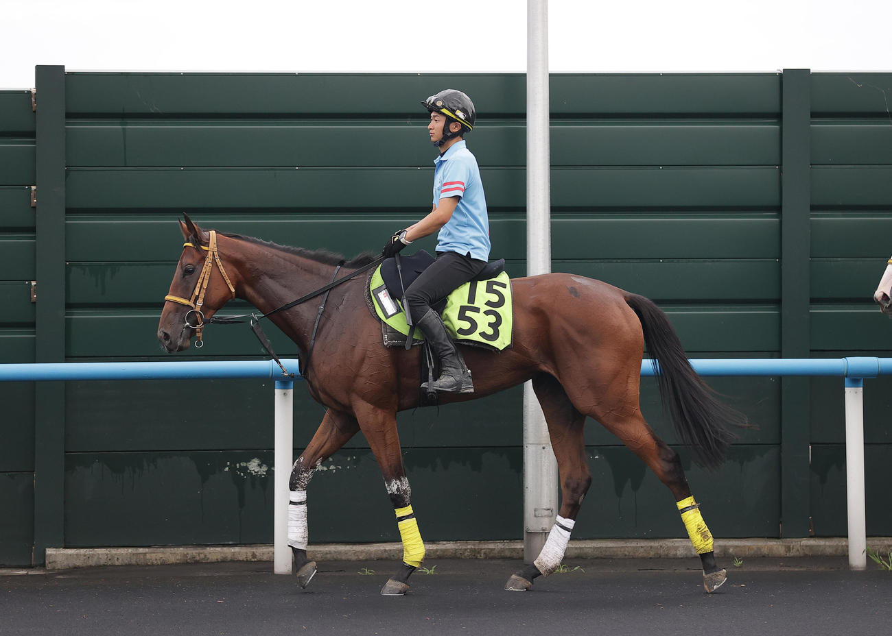 函館競馬場で調整するワラビガミ