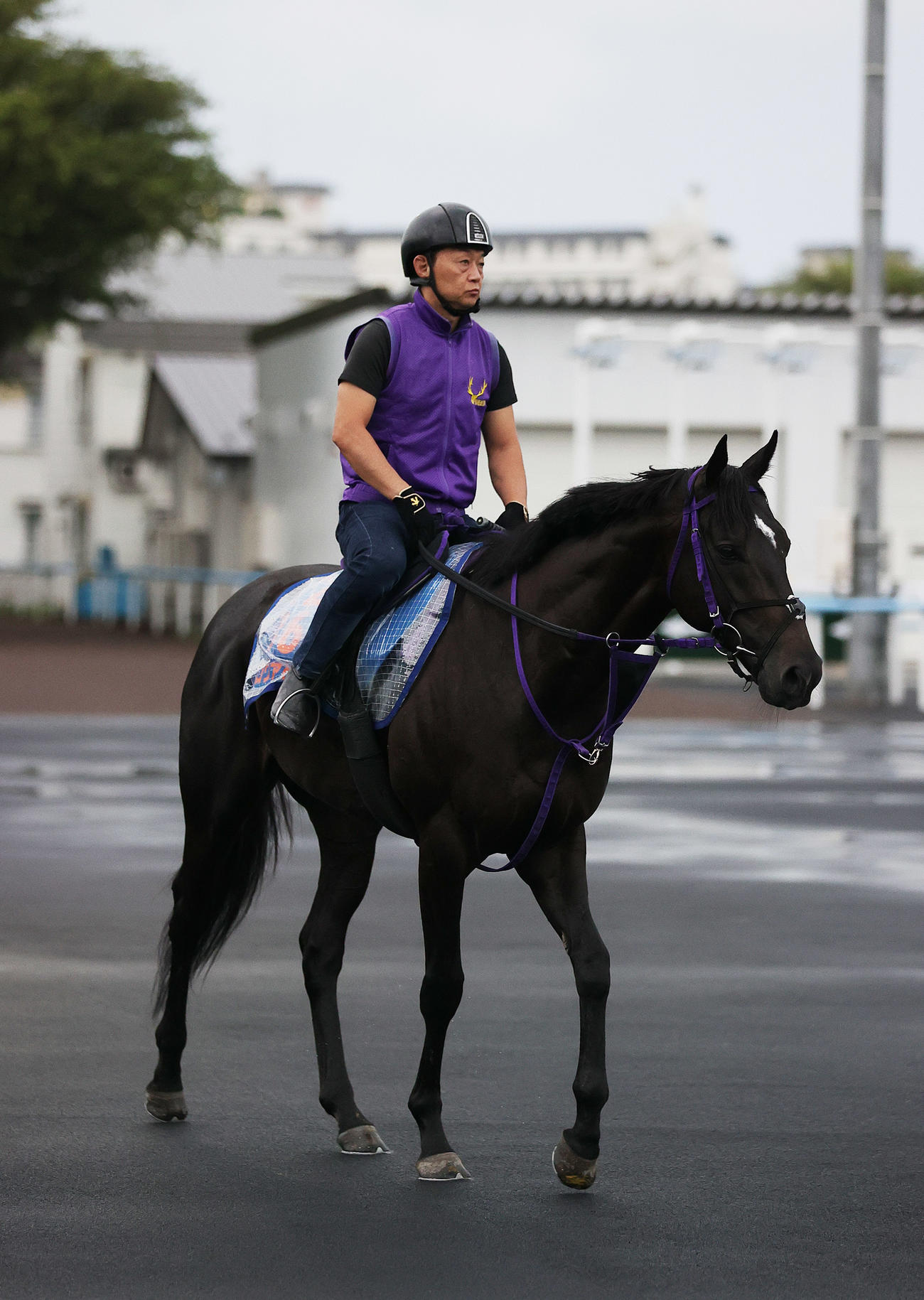 函館競馬場で調整するトロヴァトーレ