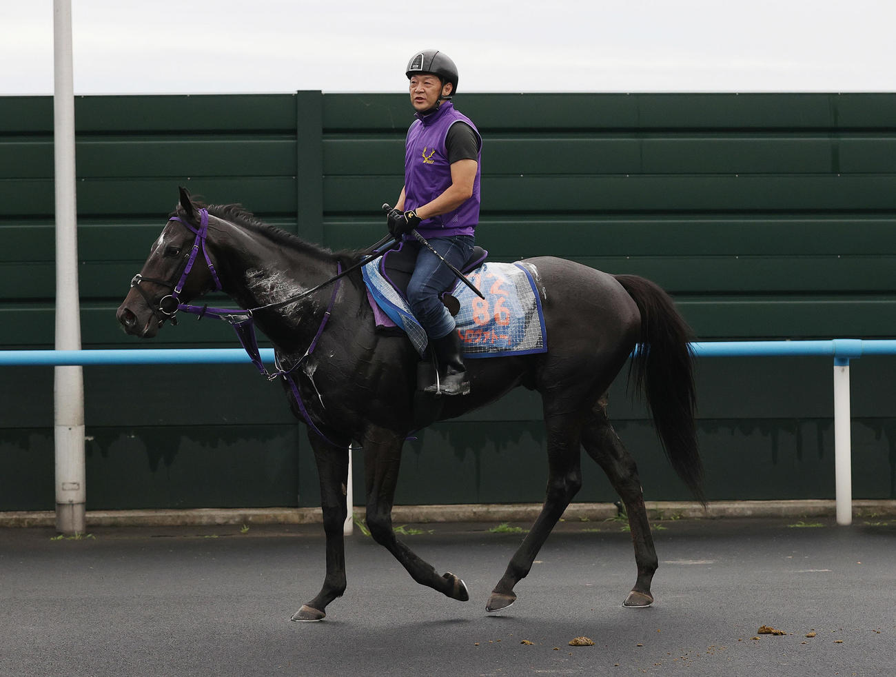 函館競馬場で調整するトロヴァトーレ