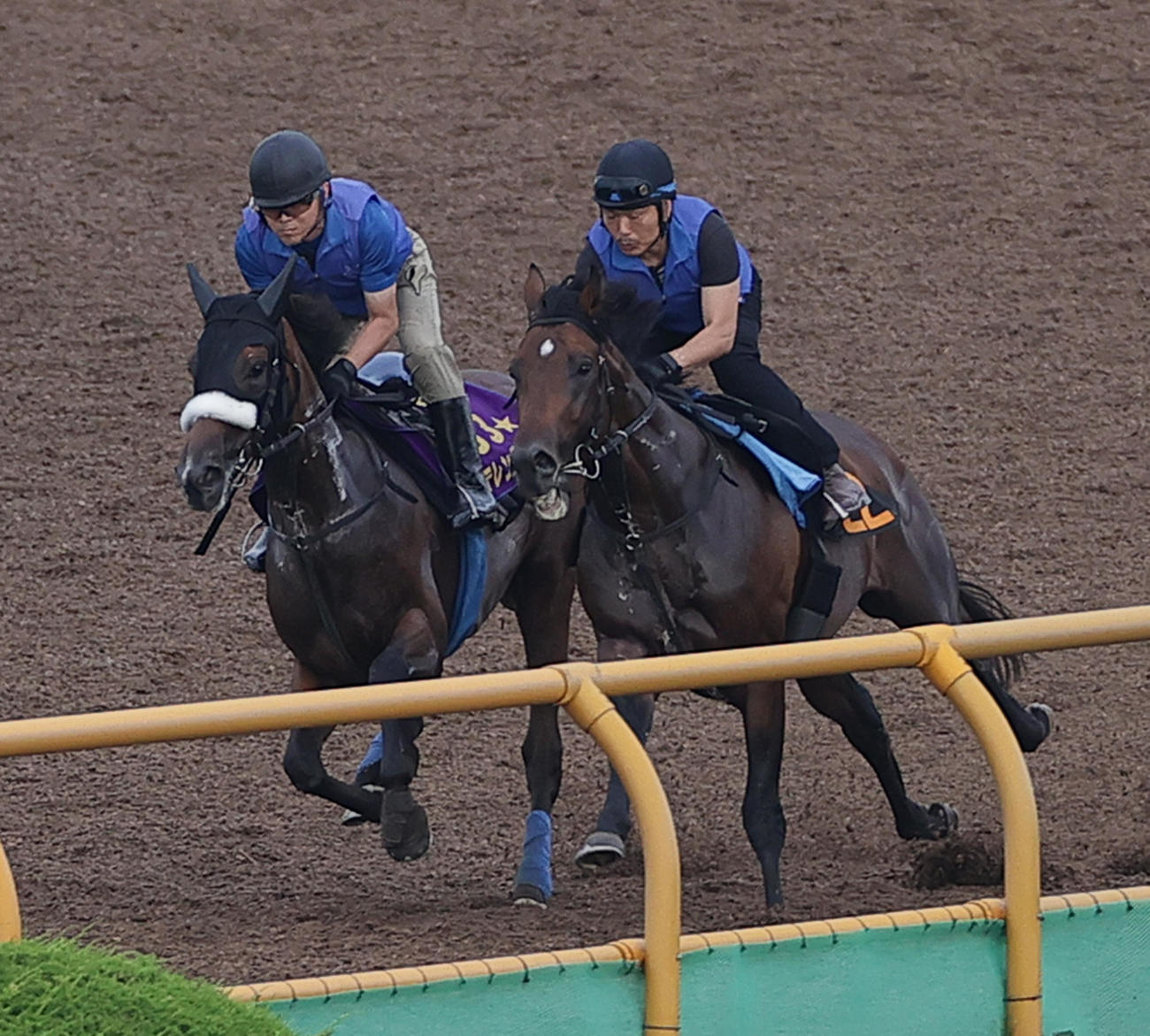 函館ウッドチップコースで、併せ馬で追い切られるステレンボッシュ（左）