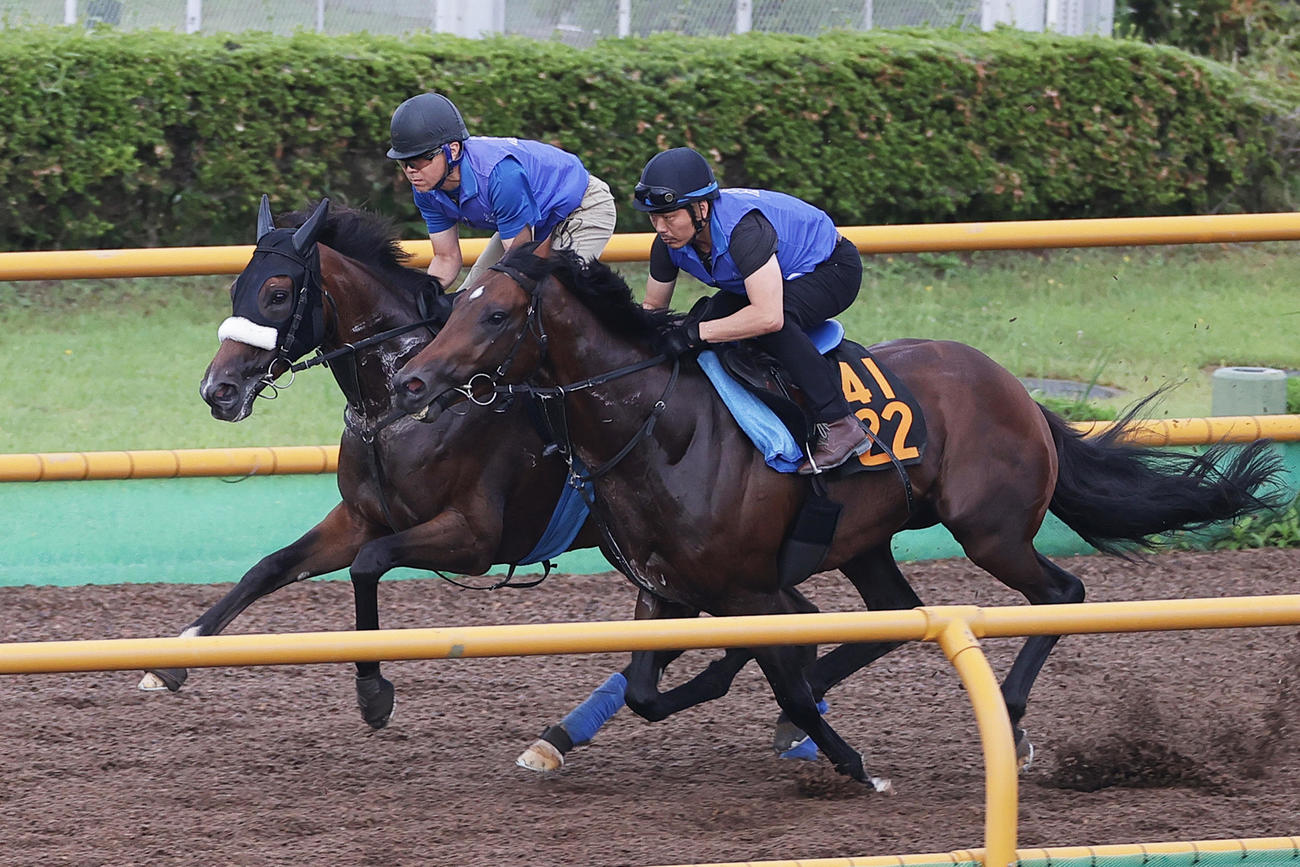 函館ウッドチップコースで、併せ馬で追い切られるステレンボッシュ（左）