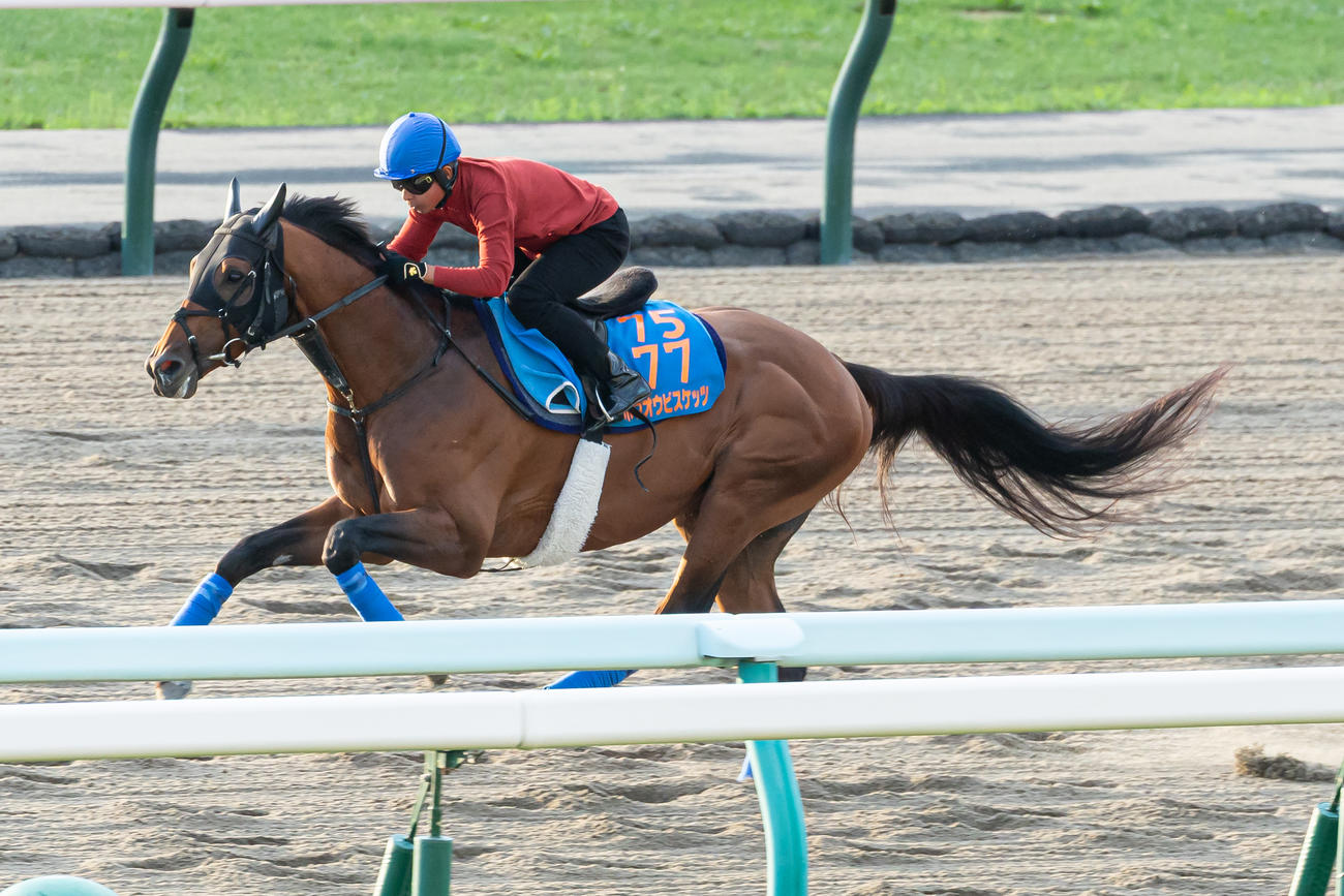 岩田康騎手を背に札幌ダートコースで追い切られるホウオウビスケッツ（撮影・村野早祐）
