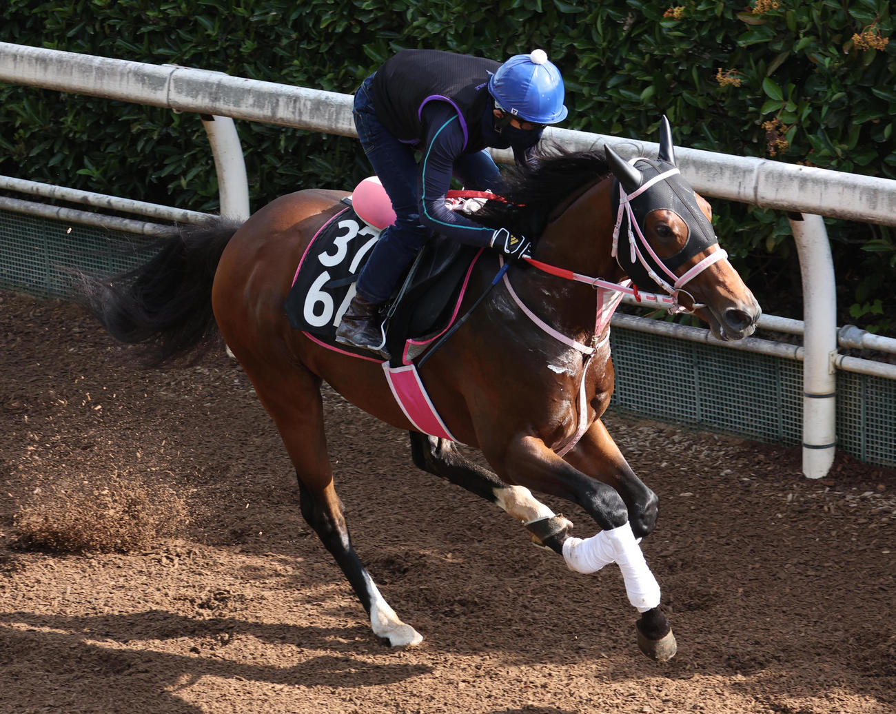 坂路で追い切られたロードラビリンス