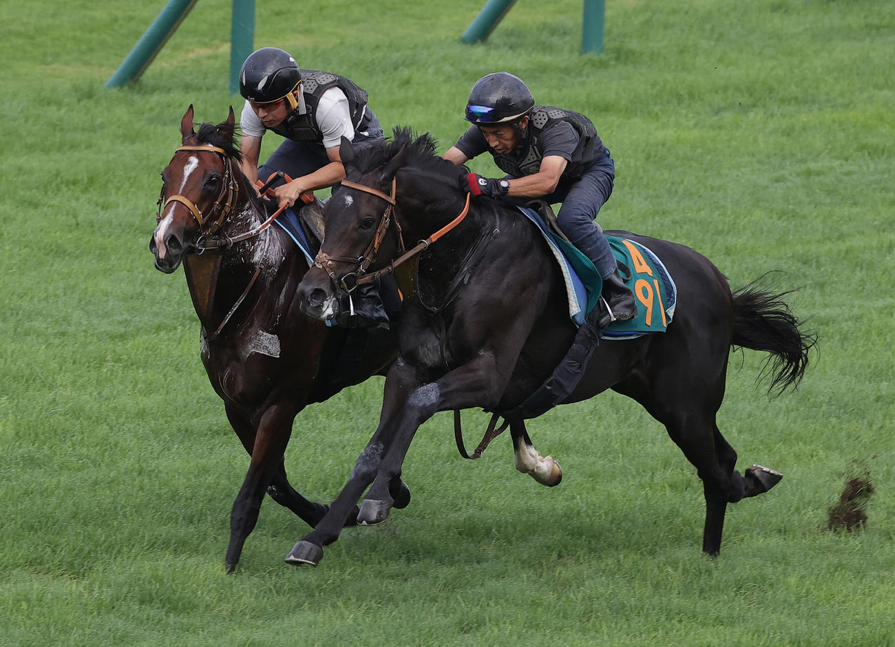 函館芝コースを併せ馬で追い切られるヒシアムルーズ（右）
