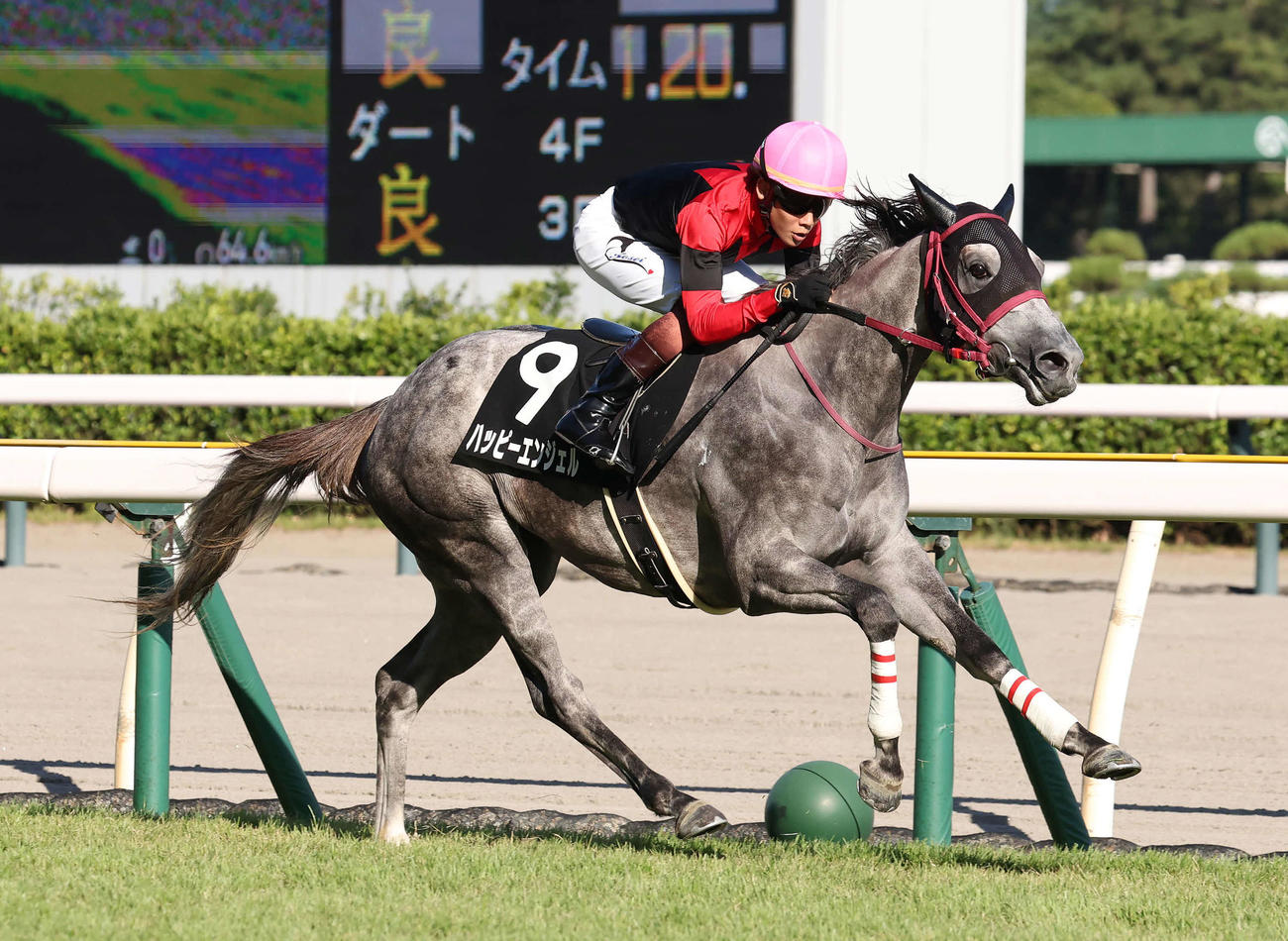 新潟8R、ダリア賞を逃げ切ったハッピーエンジェルと三浦騎手（撮影・丹羽敏通）