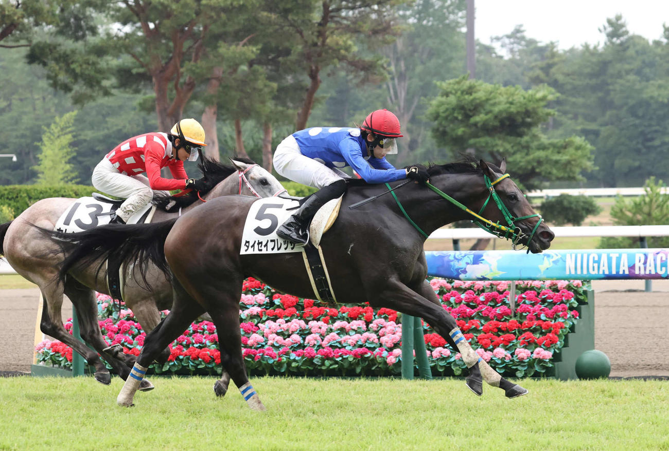 新潟1R、2歳未勝利戦を制したタイセイフレッサと斎藤騎手（撮影・丹羽敏通）