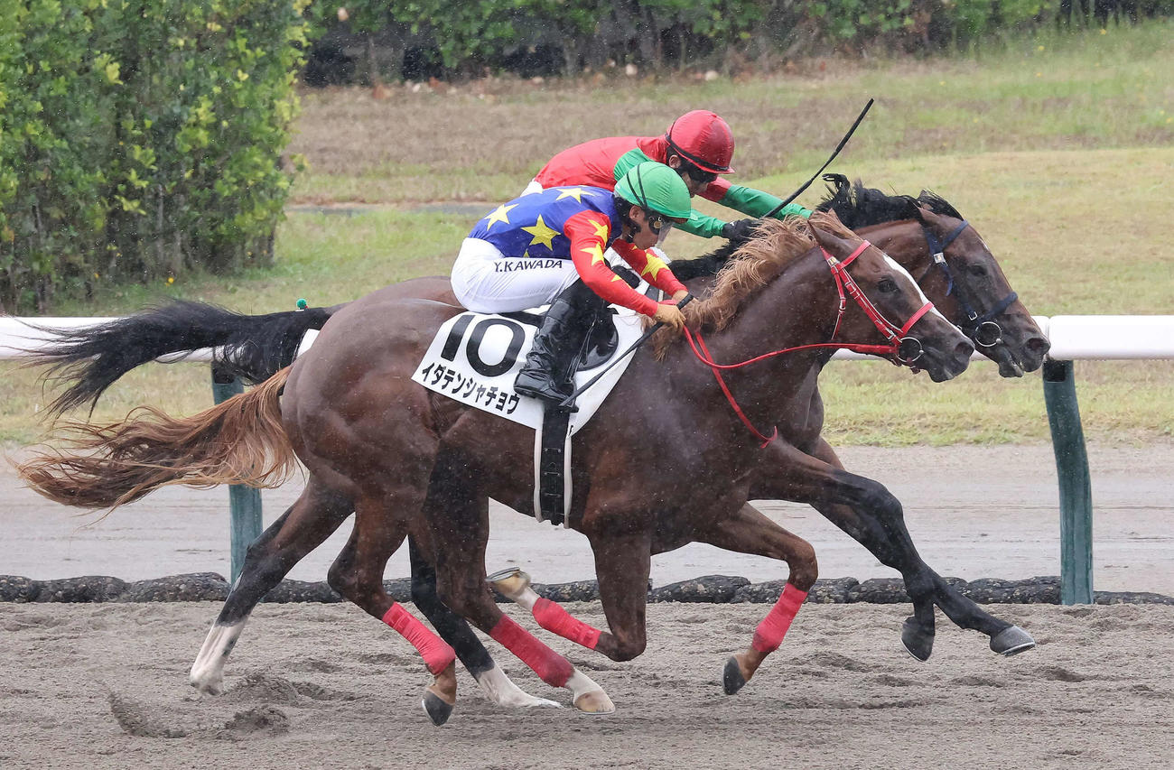 新潟3R、2歳新馬戦を制したマイネルミストラルと石川騎手（奥）（撮影・丹羽敏通）