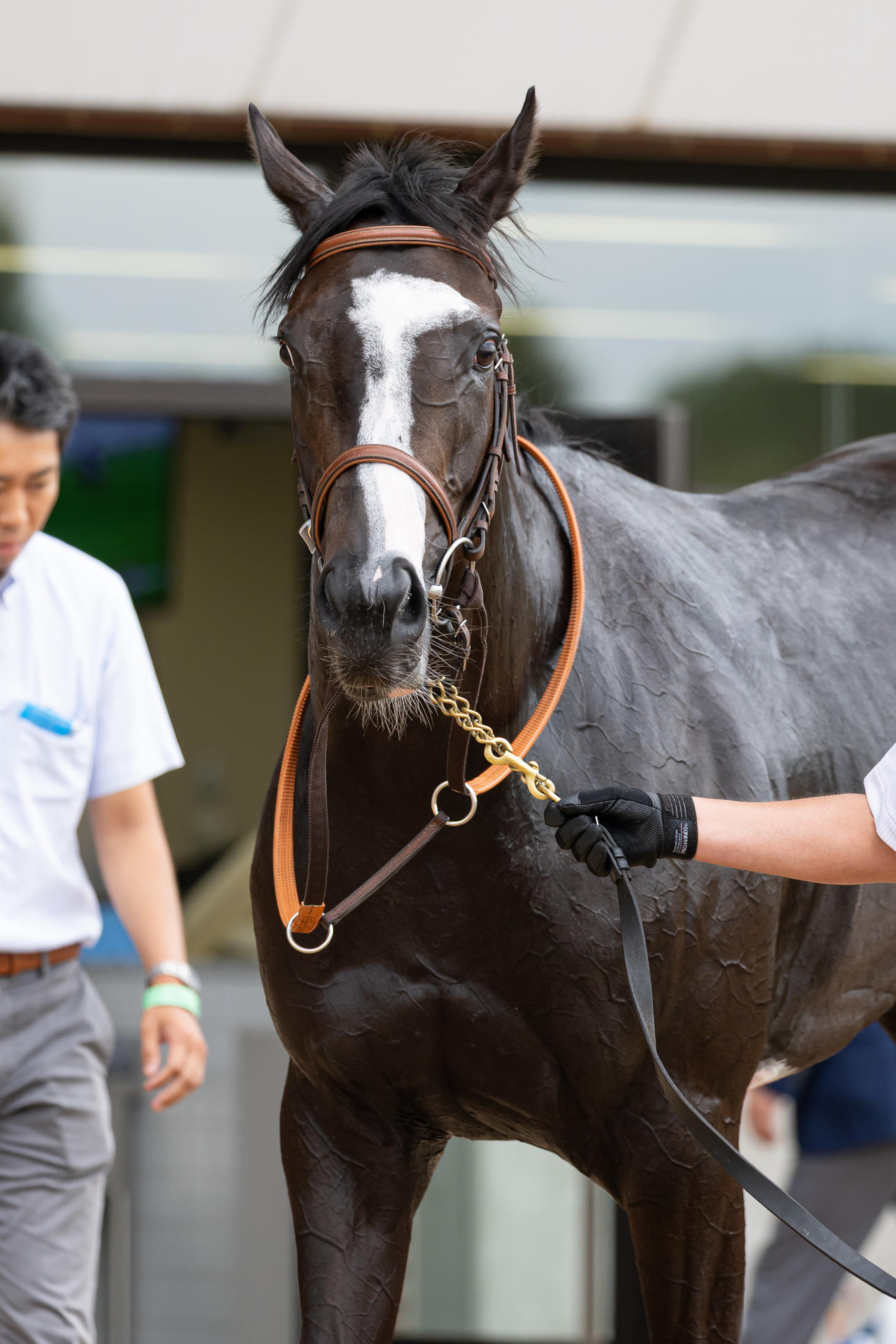 札幌5R、デビュー戦を制したドルチェミスト（撮影・村野早祐）
