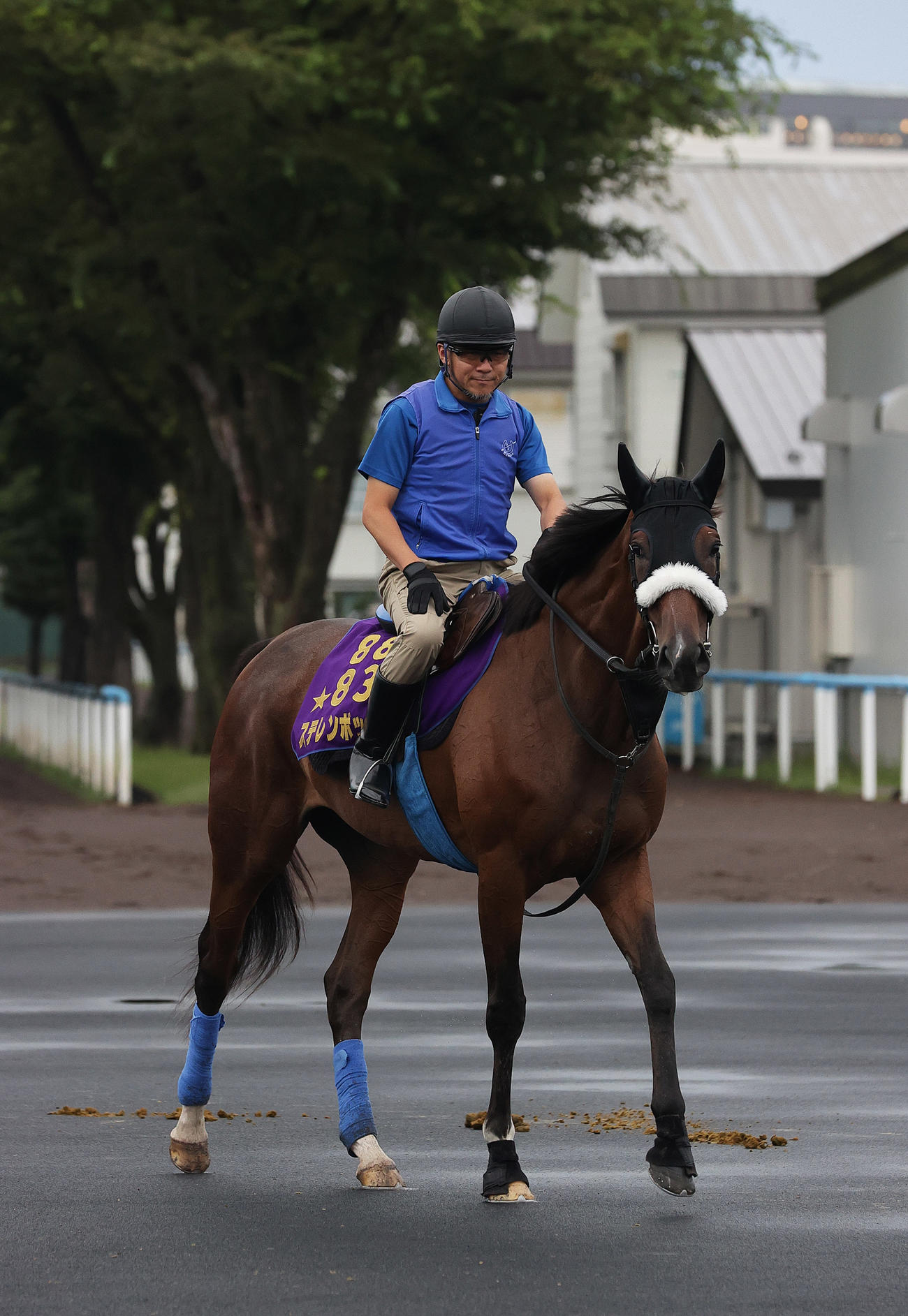 5日、函館競馬場で調整するステレンボッシュ