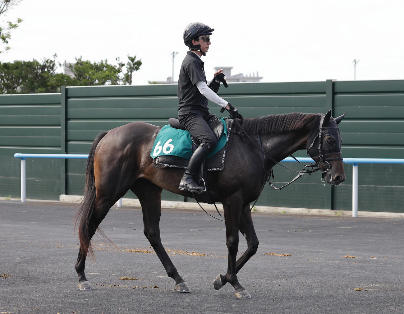 函館競馬場で調整するアスクエジンバラ