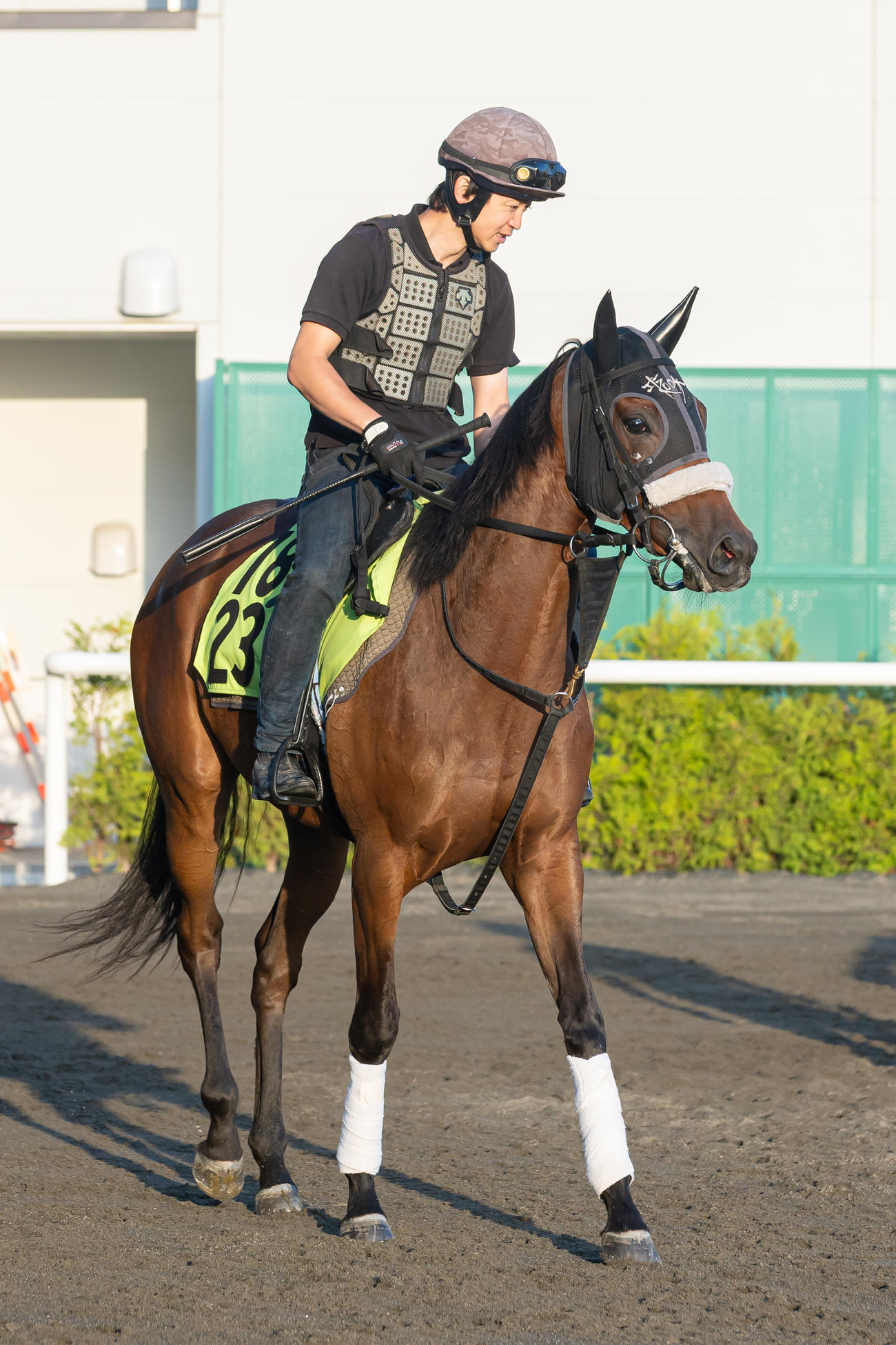 札幌競馬場で調整するラスベガスサイン（撮影・村野早祐）