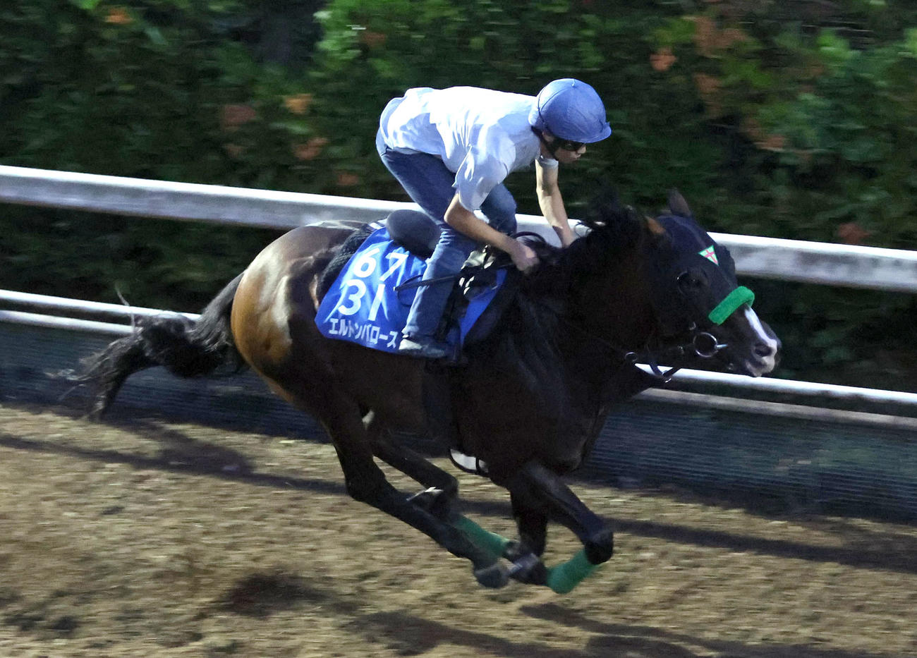 泉谷騎手を背に坂路を単走で追い切るエルトンバローズ（撮影・白石智彦）