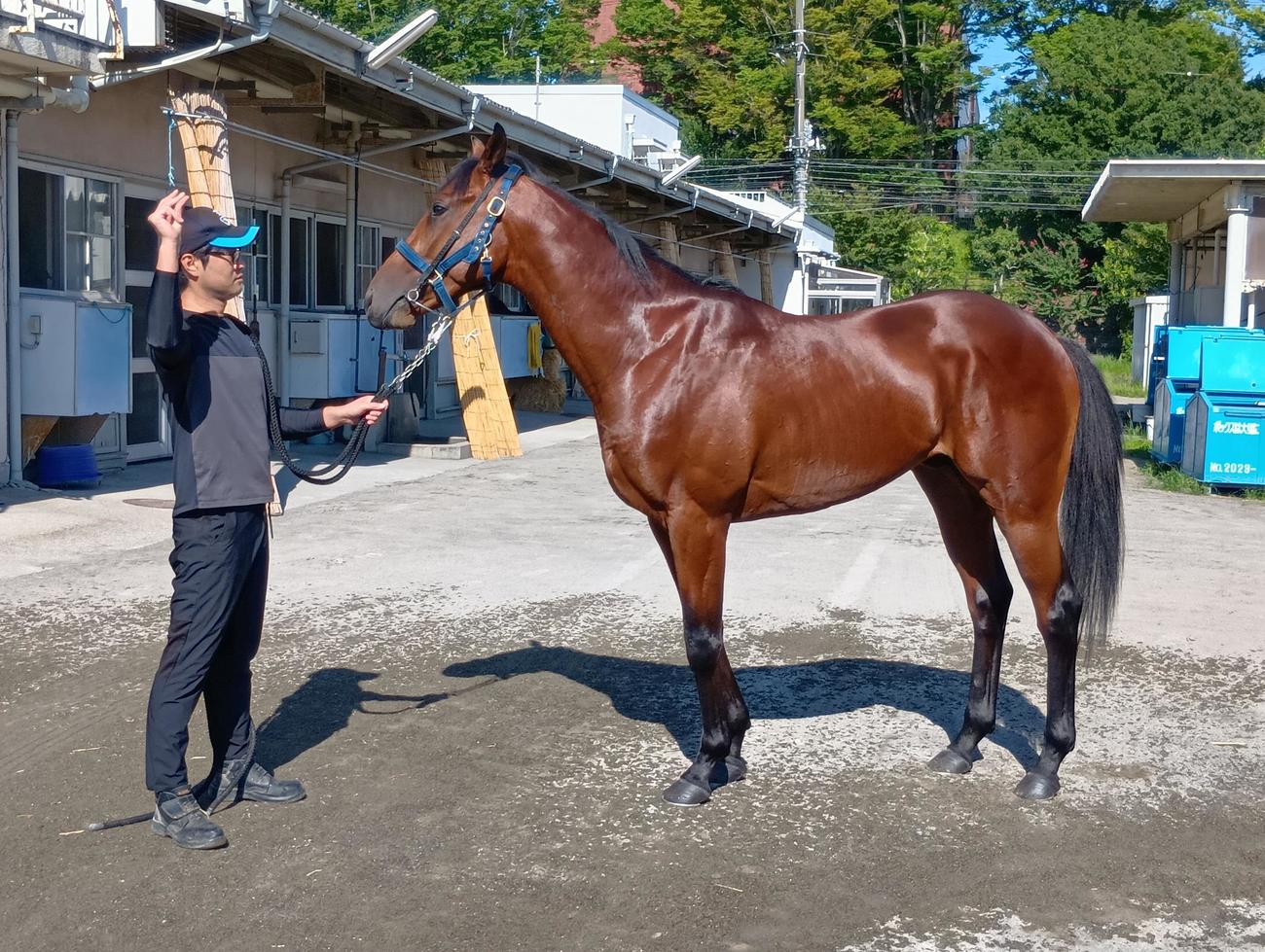 新潟でデビュー予定のニンジャトットリ