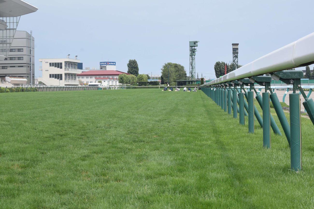 札幌記念を週末に控えた札幌競馬場の芝コースの木曜時点のスタンド前直線（撮影・桑原幹久）