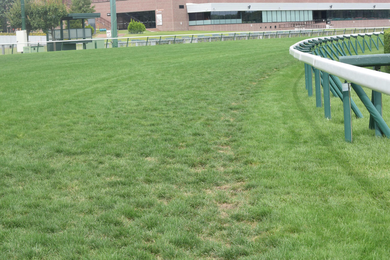 札幌記念を週末に控えた札幌競馬場の芝コースの木曜時点の4コーナー（撮影・桑原幹久）