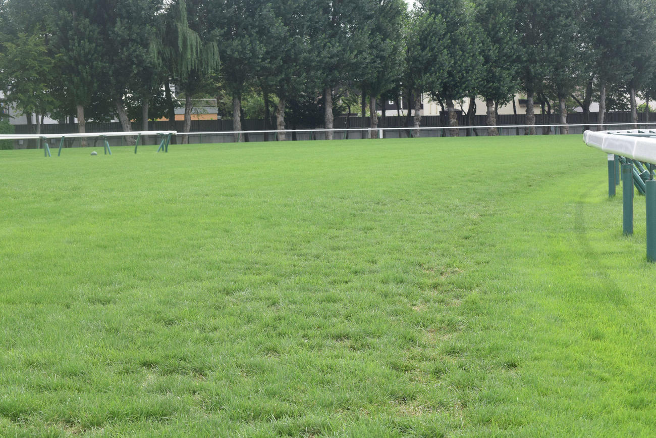 札幌記念を週末に控えた札幌競馬場の芝コースの木曜時点の2コーナー（撮影・桑原幹久）
