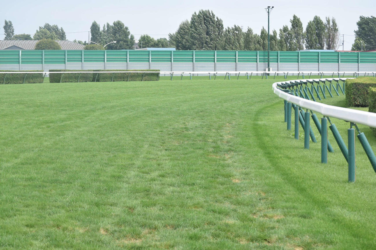 札幌記念を週末に控えた札幌競馬場の芝コースの木曜時点の1コーナー（撮影・桑原幹久）