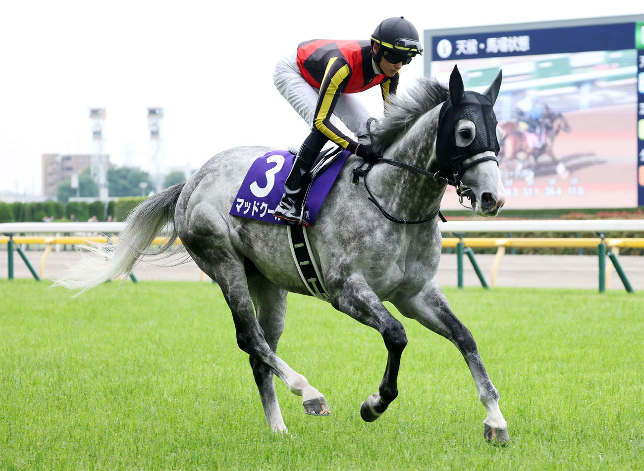 安田記念10着に敗れたマッドクール