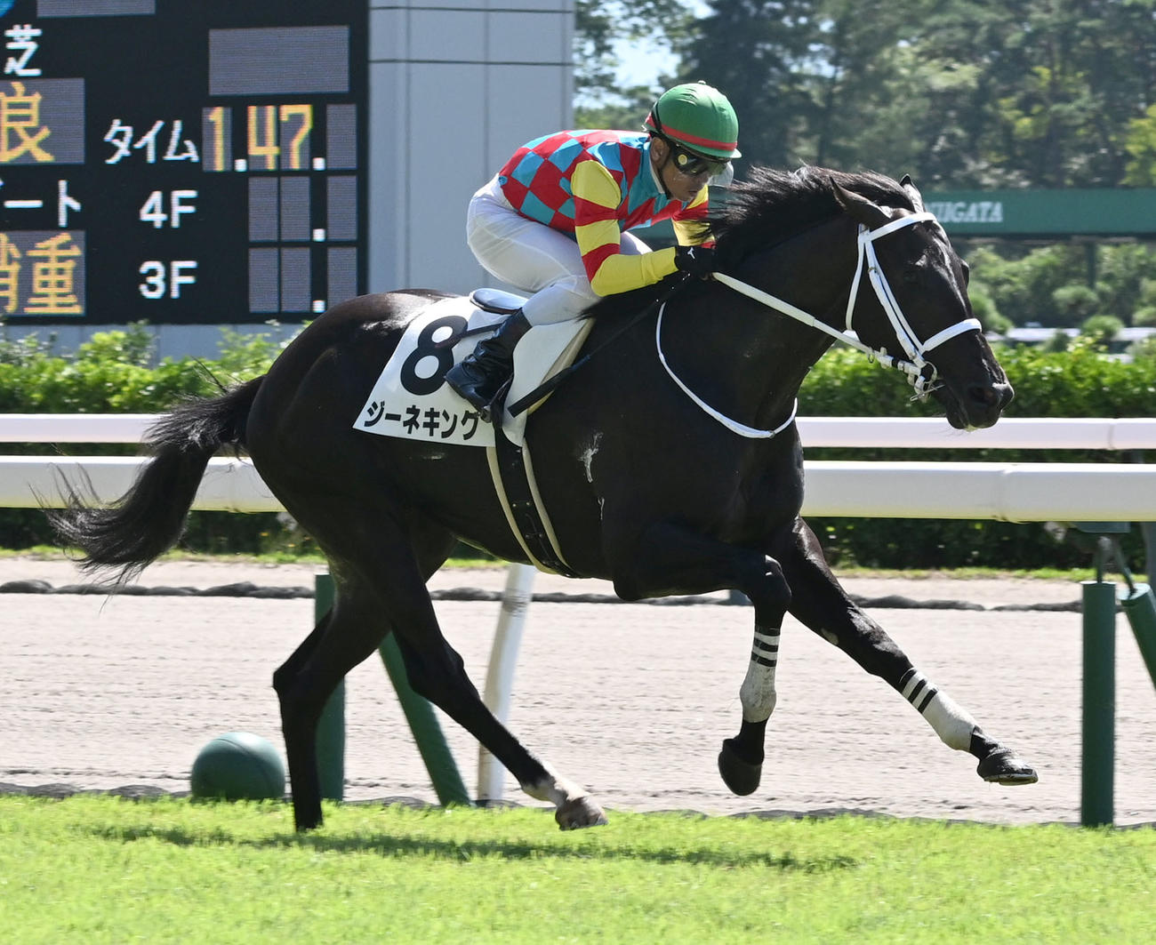 新潟1R、2歳未勝利戦を制したジーネキングと戸崎騎手（撮影・千葉一成）